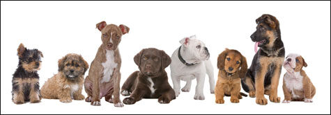 bunch-puppies-9243977
